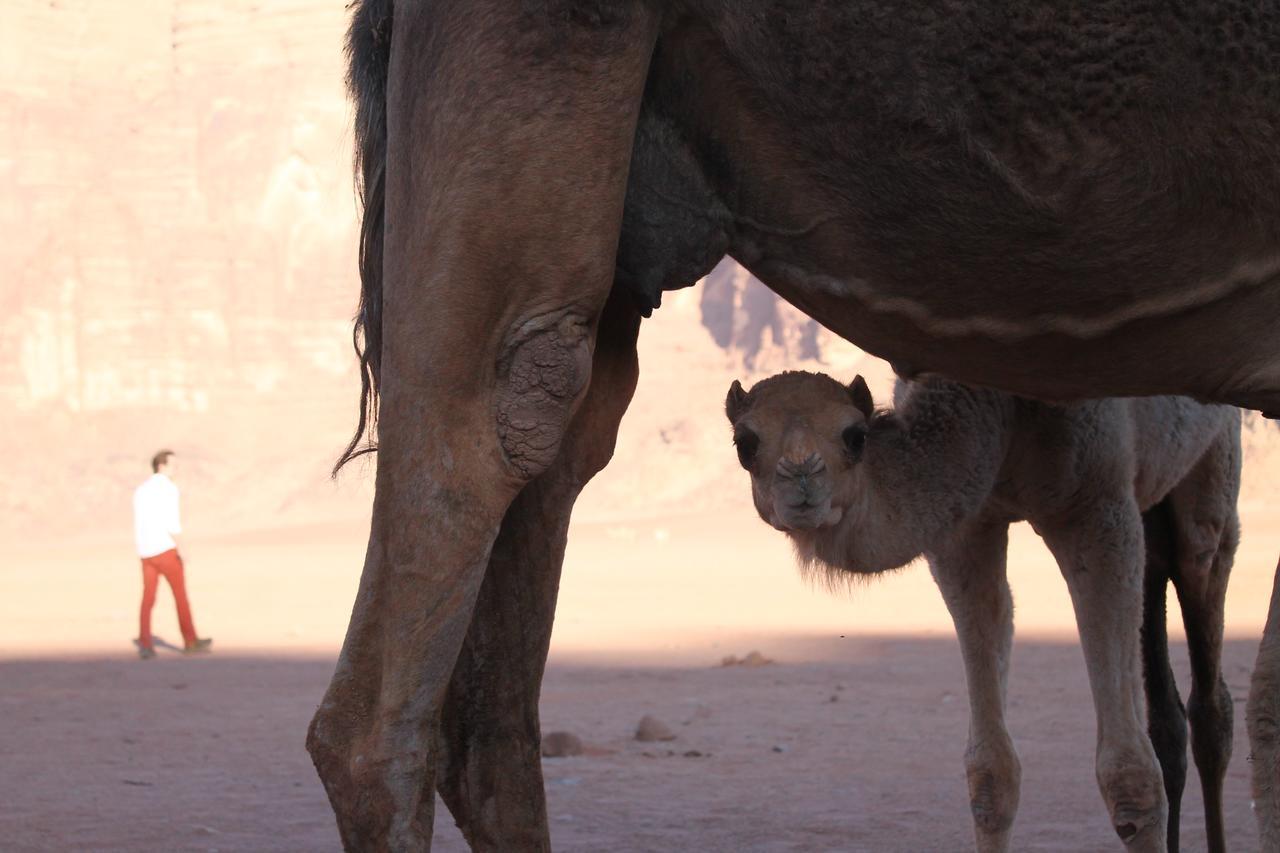 Wadi Rum Protected Area Camp Exterior photo